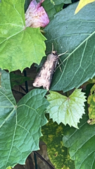 Agrotis ipsilon