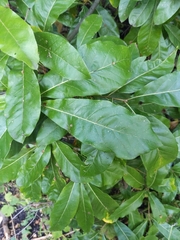 Quercus imbricaria