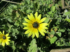 Arctotheca calendula