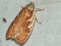 Euchaetis rhizobola