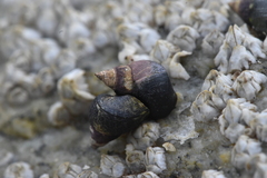 Littorina