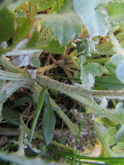 Arctotheca calendula