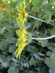 Arctotheca calendula