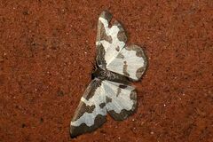 Lomaspilis marginata