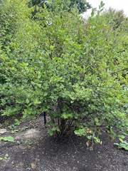 Viburnum recognitum