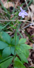 Lobelia inflata