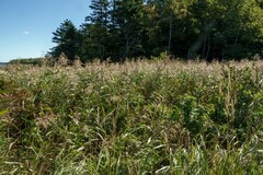 Phragmites australis americanus