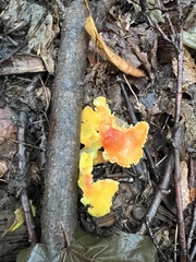 Hygrocybe