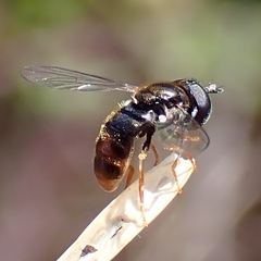 Paragus
