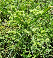 Cyperus