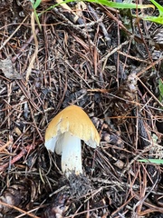 Amanita crocea