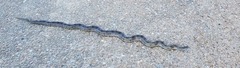 Lampropeltis calligaster