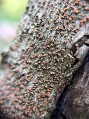 Cryphonectria parasitica