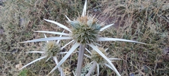 Eryngium bourgatii