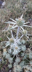 Eryngium bourgatii