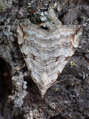 Aplocera