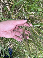 Asclepias verticillata
