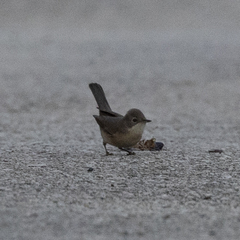 Curruca iberiae