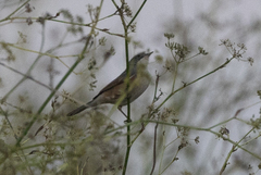 Curruca iberiae