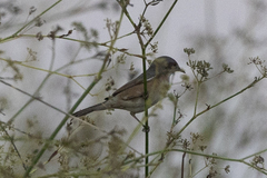 Curruca iberiae