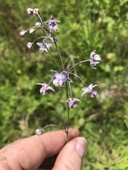 Asclepias cinerea