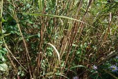 Phragmites australis americanus