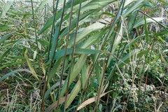 Phragmites australis americanus