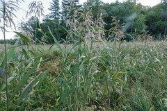 Phragmites australis americanus