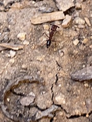 Odontomachus desertorum