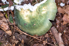 Heterophyllidia