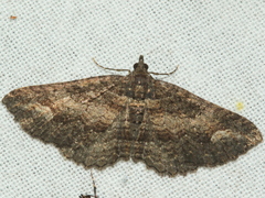 Eucymatoge scotodes