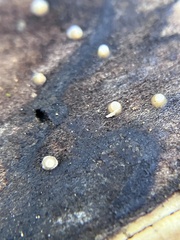 Helicogloea compressa