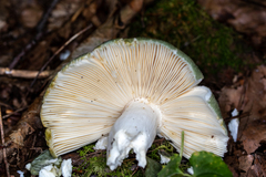 Heterophyllidia