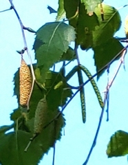 Betula pendula