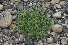 Salicornia pacifica