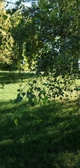 Betula pendula