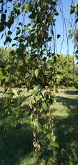 Betula pendula
