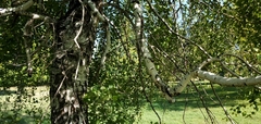 Betula pendula