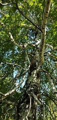 Betula pendula