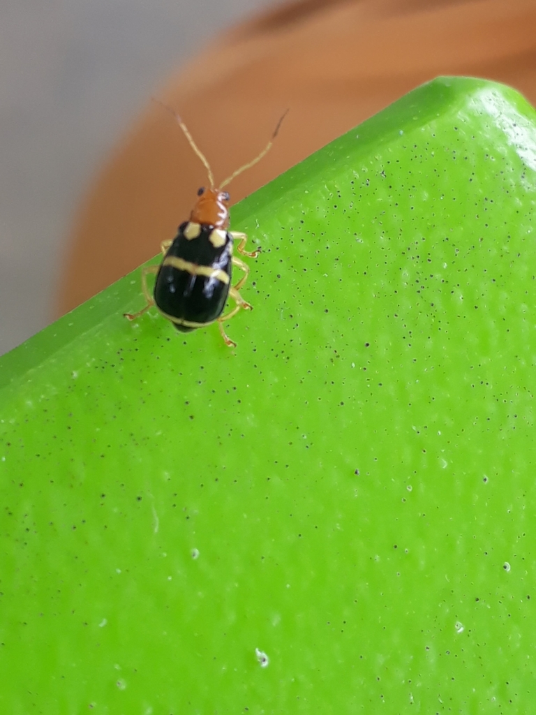 Gynandrobrotica stevensi