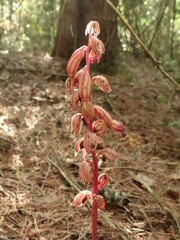 Corallorhiza striata