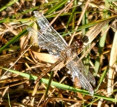 Sympetrum