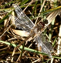 Sympetrum
