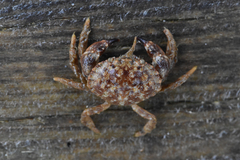 Glebocarcinus oregonensis
