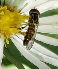 Toxomerus geminatus
