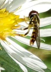 Toxomerus geminatus
