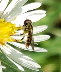 Toxomerus geminatus