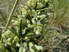 Colletia hystrix