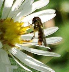 Toxomerus geminatus