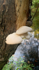 Pleurotus
